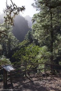 An der Grenze zwischen dem höher gelegenen Kiefernwald und dem Lorbeerwald von La Palma.