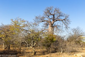 Baobab in der African Extreme Safaris bush lodge bei Musina