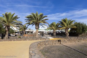 Dattelpalmen auf Lanzarote