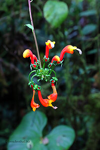 Blüte im Parque Nacional Tapanti