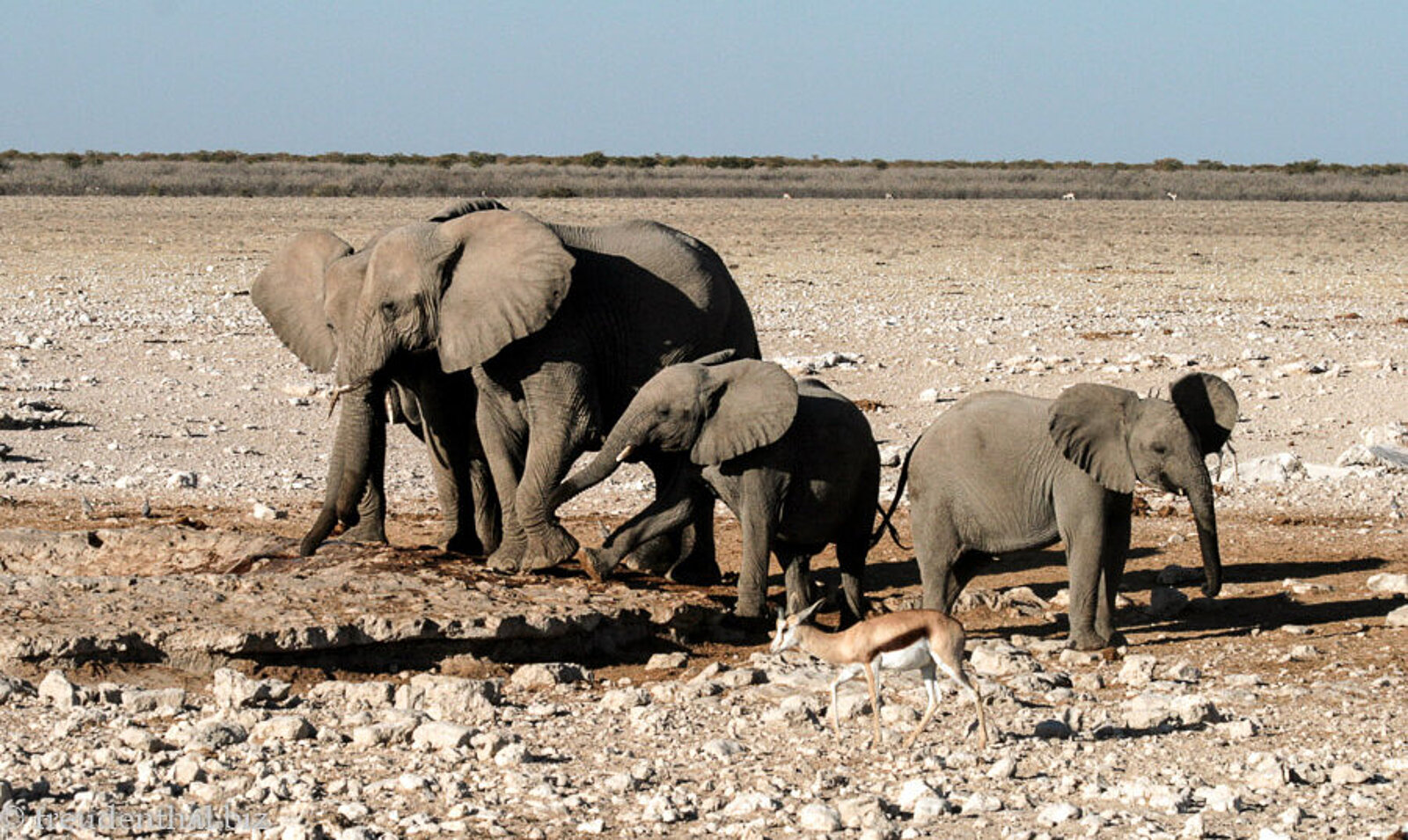 Elefantenherde an einer künstlichen Wasserstelle im Etosha Nationalpark in Namibia
