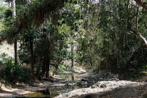 kleiner Bach auf Tobago