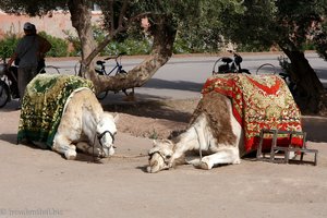 Kamele bei Menara warten auf die Touristen