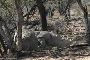 Nashorn beim Stillen