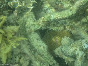 Koralle in der Unterwasserwelt direkt bei Pulau Tiga