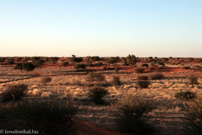 Abendstimmung in der Kalahari Halbwüste