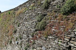 zugewachsene Stadtmauer