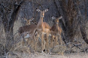 Impala in Südafrika
