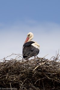 Weißstorch in Grossau - Cristian