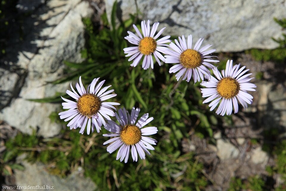 Alpen-Astern am High Note Trail bei Whistler