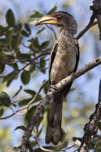 Gelbschnabeltoko (Tockus leucomelas) im Olifants Camp