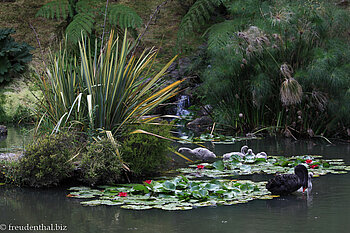 Lotusteich und Schwarzer Schwan im Parque Terra Nostra