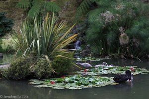 Lotusteich und Schwarzer Schwan im Parque Terra Nostra