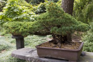 Kiefer für den Wohnzimmertisch - Bonsai-Garten