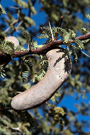 Frucht der Kameldornakazie (Acacia erioloba)