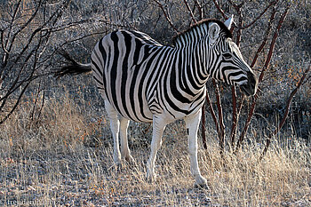 Zebra
