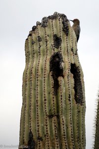 Specht auf einem Saguaro Kaktus