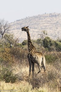 Giraffe in Pilanesberg