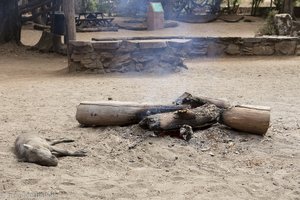 ein Vlakvark muss erst noch ausschlafen - Mlilwane Wildlife Sanctuary