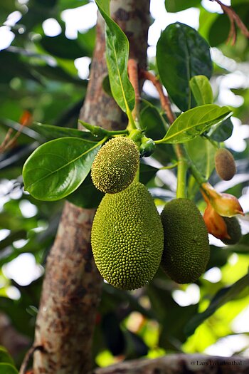 Jackfruchtbaum auf der Mekong-Insel An Bình