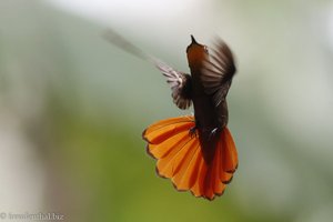 Moskitokolibri, Ruby Topaz (Chrysolampis mosquitus) auf Tobago