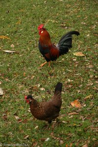 frei laufende Hühner im Park Jardim Braamcamp Freire