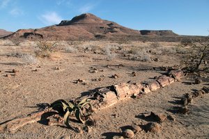 Welwitschia und versteinerter Stamm