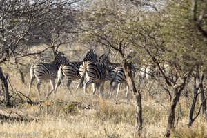 Zebraherde im Reserve Shona Langa