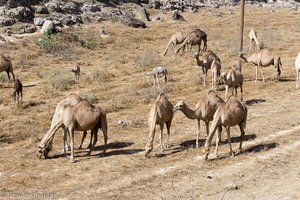 Kamelmütter mit ihren Jungen im Oman