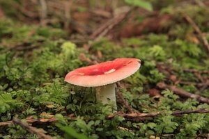 Pilz beim Rain Forest Trail - Pacific Rim Nationalpark