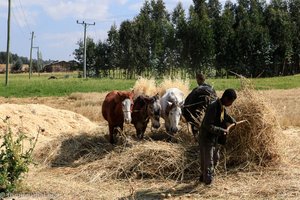 Bauern beim Dreschen in den Simien-Bergen
