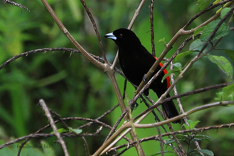 Scharlachrote Tangare ( Piranga olivacea )