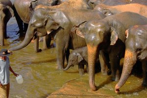 Pinnawela - Elefanten trinken am Maha Oya-Fluss