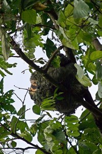 Faultiere (Folivora) im Nationalpark Manuel Antonio