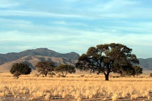 Savannenlandschaft am Rande der Namib