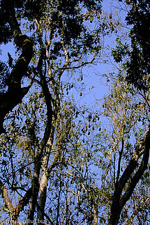 Flughunde bei Peradeniya