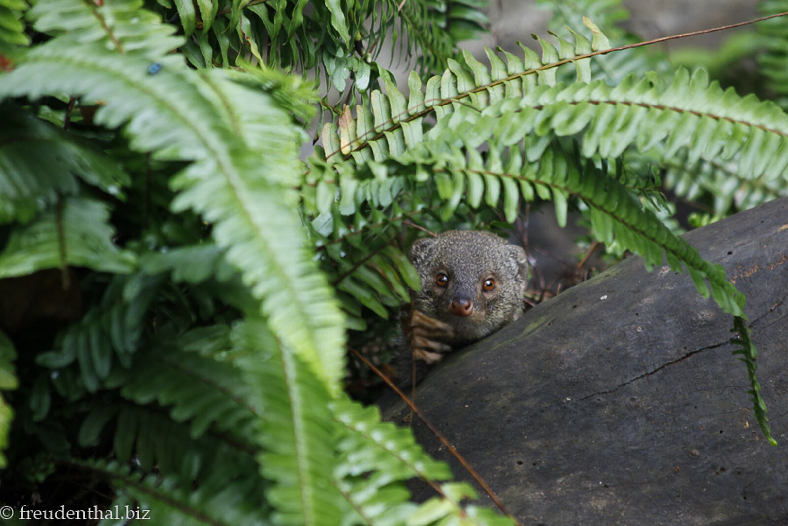 Unter Farnen auf einem Ast sitzender Mungo im La Vanille Nature Park auf der Insel Mauritius