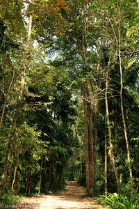 Wanderweg im Khao Sok Nationalpark