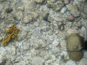 Westatlantischer Trompetenfisch (Aulostomus maculatus) bei Young Island