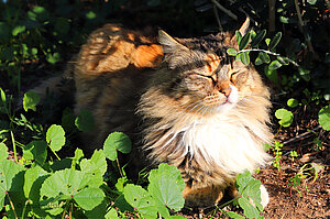 Katze genießt die warmen Sonnenstrahlen.