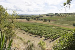 in den Weinbergen von Gaillac