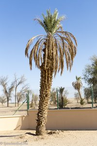 Palmen in Ubar im Oman