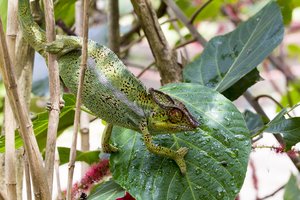 Ein Pantherchamäleon (Furcifer pardalis) im Garten Eden von La Réunion