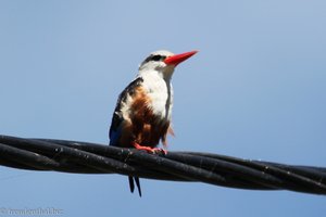 Kapverdischer Eisvogel - Graukopfliest (Halcyon leucocephala)