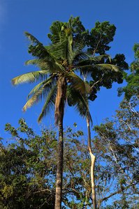 Palmen bei Boca Tapada