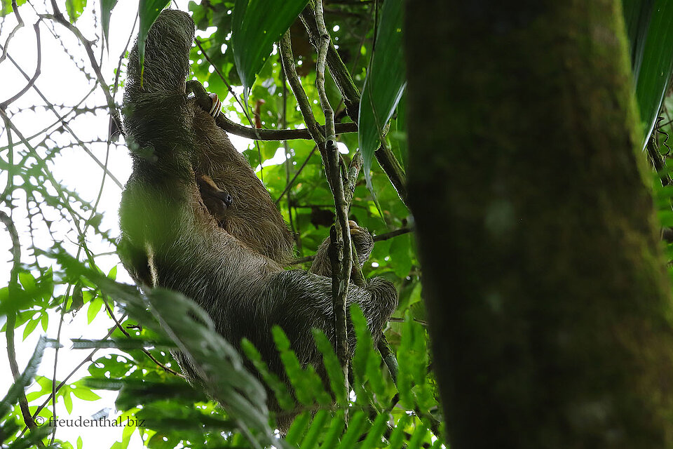träumendes Faultier bei La Fortuna, Costa Rica