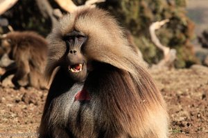 Blutbrustpavian im Simien Nationalpark