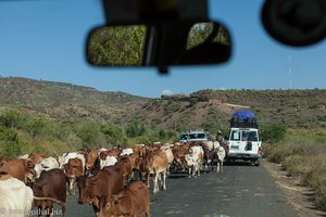 Eine Kuhherde blockiert mal wieder den Weg nach Awassa.