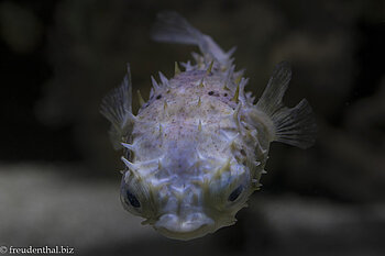 Braunflecken-Igelfisch (Diodon holocanthus) im Hanwha Aqua Planet