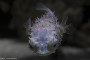 Braunflecken-Igelfisch (Diodon holocanthus) im Hanwah Aqua Planet